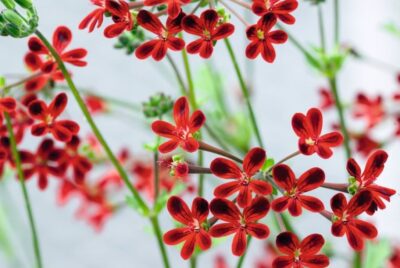 شربت پلارژین کیدز پارس گیتا دارو ۱۲۰ میلی لیتر